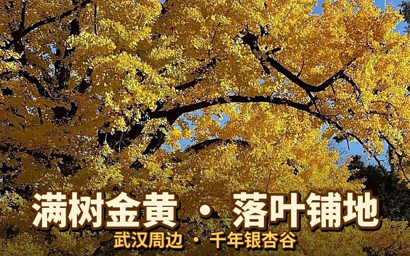 银杏谷满树金黄